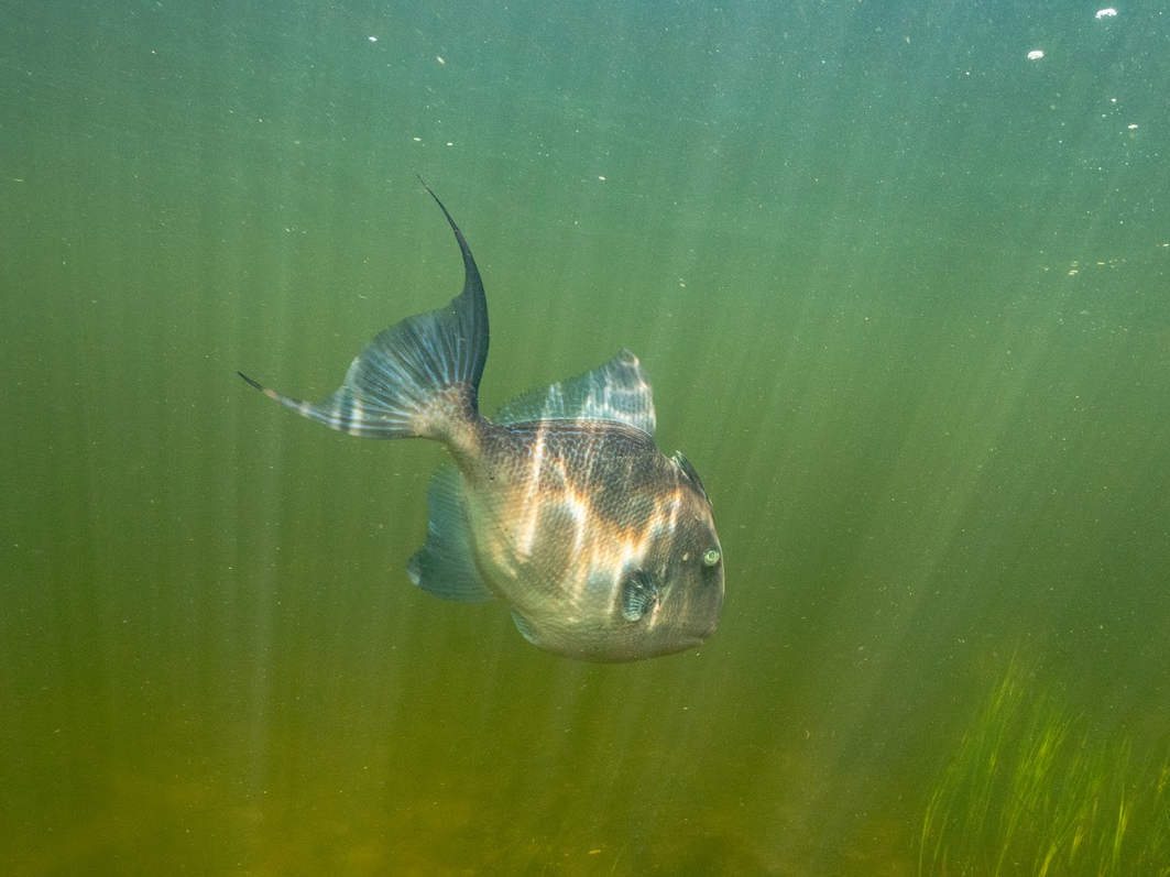 Grey Triggerfish